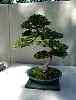 bonsai37.jpg
